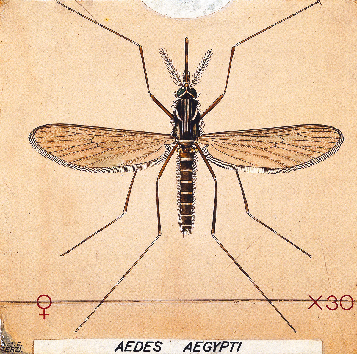 <em>Aedes aegypti</em> mosquito