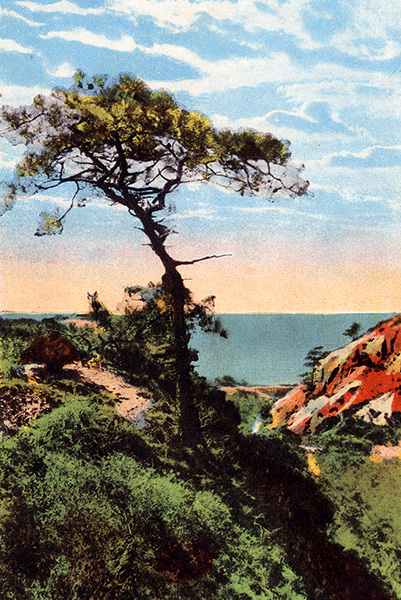 Postcard of a Torrey Pine, 1925