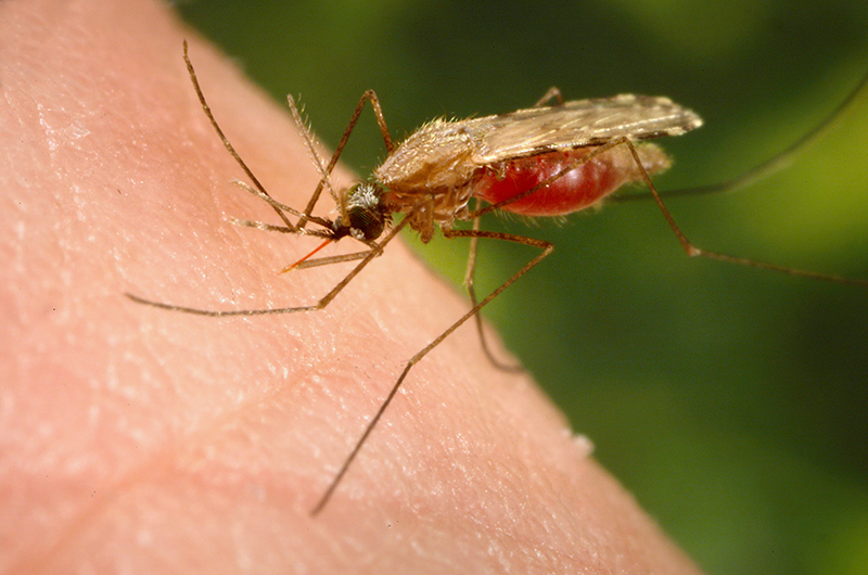 Feeding female <em>Anopheles minimus</em> mosquito