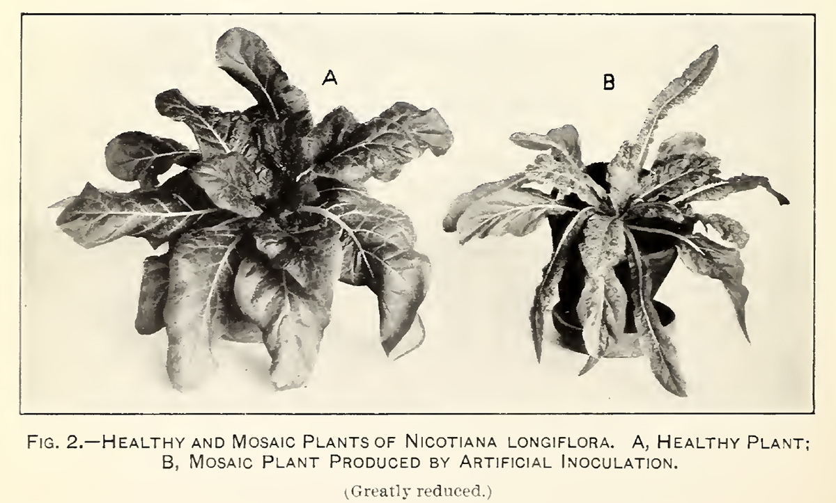 TMV symptoms, 1914